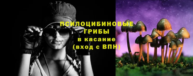 Галлюциногенные грибы Cubensis  Новопавловск 